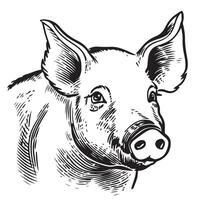 Hand drawn sketch of a pig. Portrait of a farm animal in vintage engraved style. vector