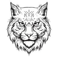 Lynx head . Sketch, drawn, graphic portrait of a lynx head on a white vector