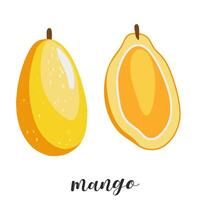 Illustration of hand drawn mango, sliced and whole isolated on white. Summer ripe fruit. vector
