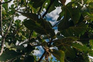 Figs on the branch of a fig tree photo