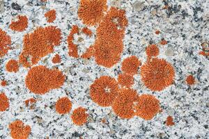 Texture rocks. Seamless stone texture with fragments of rocks and fungus. as original background. Natural stone background. From real nature. photo