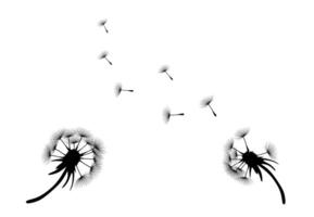 dandelion flower sketch with flying seeds, black silhouette with flying dandelion buds vector