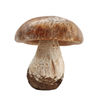 Brown Spotted Mushroom Isolated on Transparent background AI-Generative png