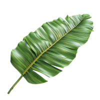 Green Banana Leaf Close-Up with Colorful Gradient Background on Transparent background AI-Generative png