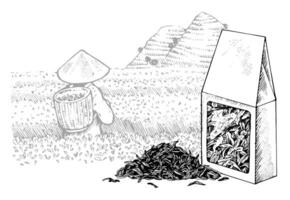A package of Tea against a background of a plantation. hand drawn outline illustration. Asian picker working in the mountains sketch drawing. Black and white art. Editable composition vector