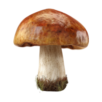Brown Mushroom with White Base and Greenery at the Bottom bon Transparent background AI-Generative png