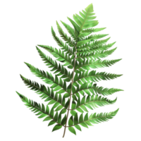 Fern Leaf on Transparent Background AI-Generative png