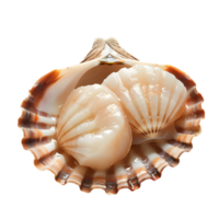 Grilled scallops with herbs in shell isolated on a transparent background png