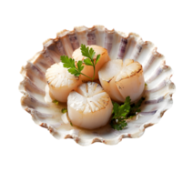 Grilled scallops with herbs in shell isolated on a transparent background png