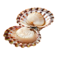 Grilled scallops with herbs in shell isolated on a transparent background png