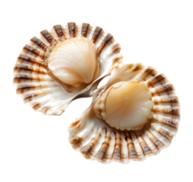 Grilled scallops with herbs in shell isolated on a transparent background png