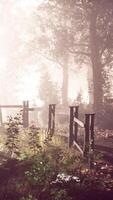 Magic dark summer forest scenery with rays of warm light video