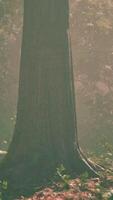 Sun rays flowing through the tree trunks of the evergreen forest video