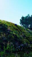 Beautiful view of idyllic alpine mountain scenery with blooming meadows video