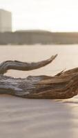 Stück von ein alt Wurzel ist Lügen im das Sand von das Strand video