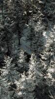A snowy forest with trees covered in snow video