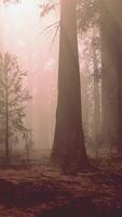 A dense forest with towering trees video