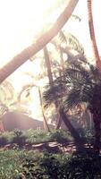 el Dom brilla mediante palma arboles en un tropical ajuste video