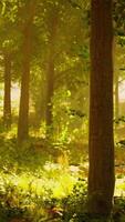 Sunlight streaming through trees in a serene forest video