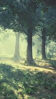 sun's rays break through the branches of trees glowing in the morning fog video