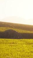 Green meadow on the background of the mountains video