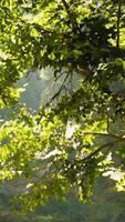 Sunlight shining through the leaves of a tree video