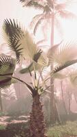 un grupo de palma arboles en un tropical ajuste video