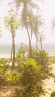 A beach with palm trees and the ocean in the background video