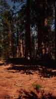 Sequoia grove illuminated by the last light of day video
