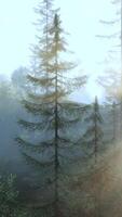 Sunlight filtering through foggy forest trees video
