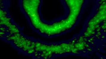 Black background with bright green rings. Motion. Blurring in different directions are two rings made in abstraction. video