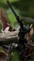 Insect sitting in the summer meadow. Creative. Touching a bug with a stick, small insect sitting in green meadow. video