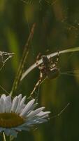 Spider on web with daisy. Creative. Large wild spider on daisy with web. Spider on flower in summer meadow. Insects and plants of macro world video