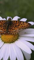 A beautiful chamomile grows in a field and insects crawl on it. CREATIVE. A flower with white petals and a yellow center. Insects are on the flower. The wind blows a flower growing in a clearing video
