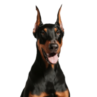 Isolated Dog Portrait png