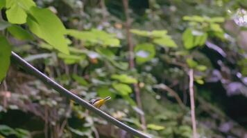 A yellow bird wags its tail while sitting on a branch. CREATIVE. A bird sits on a branch in the foliage. A beautiful bird walks on a branch and wags its tail video