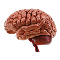 3d render of brain png