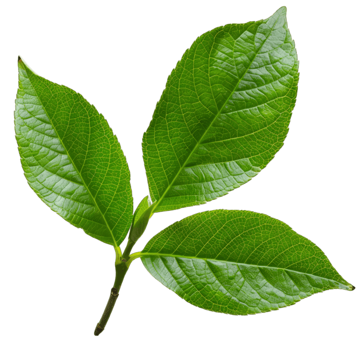 literally poison ivy