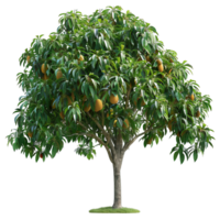 Fresh green Tree png