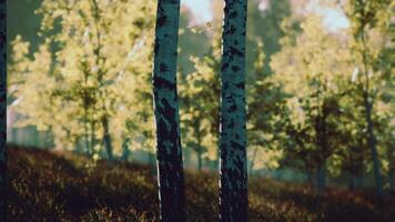 Group of Birch Trees Standing in Grass video