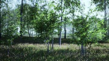 Group of Birch Trees Standing in Grass video