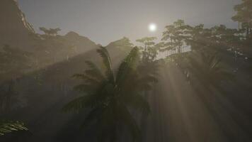 Sunlight Filtering Through Trees in Forest video