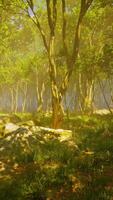 Roots of a tree in a misty forest video