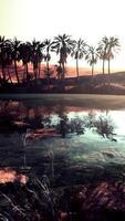 Colorful scene with a palm tree over a small pond in a desert oasis video