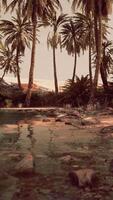 Colorful scene with a palm tree over a small pond in a desert oasis video