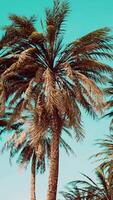 Underside of the coconuts tree with clear sky and shiny sun video