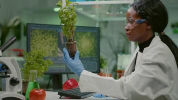 Woman researcher looking at green sapling comparing with tomato while typing on keyboard ecology expertise. Scientist observing genetic mutation on plants, working in agriculture laboratory video