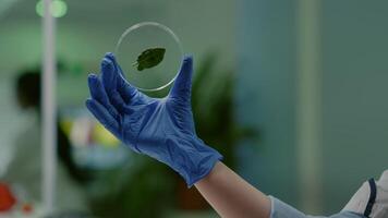 Closeup of biologist scientist holding in hands petri dish with green leaf analyzing genetic mutation on plant. Botanist researcher working in ecology laboratory researching biological expertise video