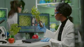 African woman researcher analyzing gmo of tomato and sapling working in biological laboratory. Biochemist scientist examining organic plants typing expertise information on computer video