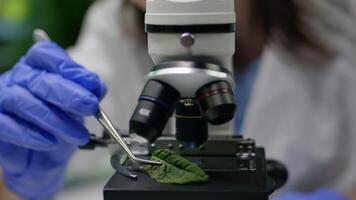 Closeup of biologist hands putting leaf sample under microscope analyzing genetic mutation on plant. Chemist specialist examining gmo test while working in pharmaceutical lab at ecology expertise video